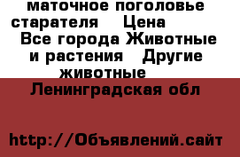 маточное поголовье старателя  › Цена ­ 2 300 - Все города Животные и растения » Другие животные   . Ленинградская обл.